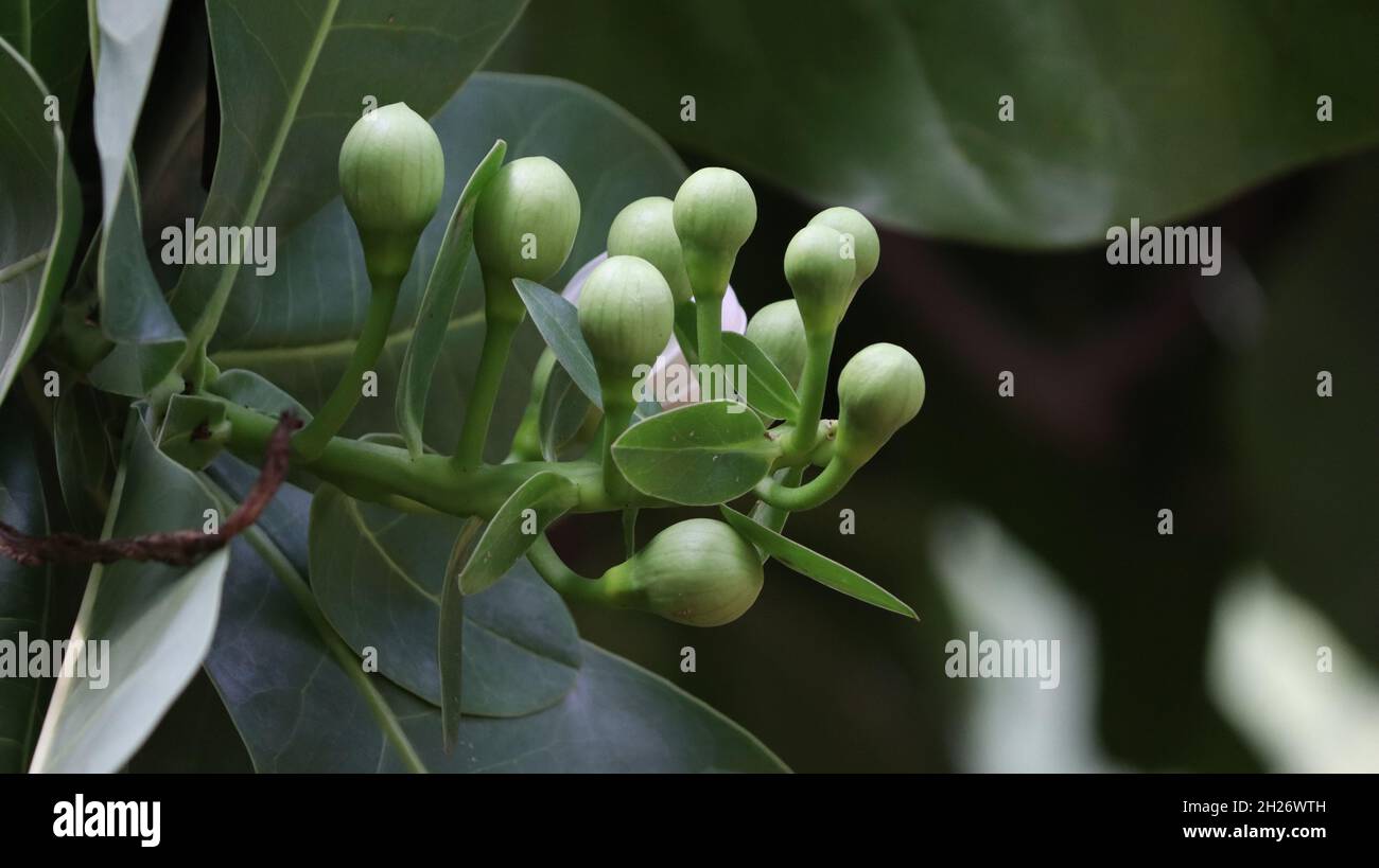 Lecythidaceae (brazil nut family) » Barrington asiaticum beautiful green flower bud beautiful green background Stock Photo