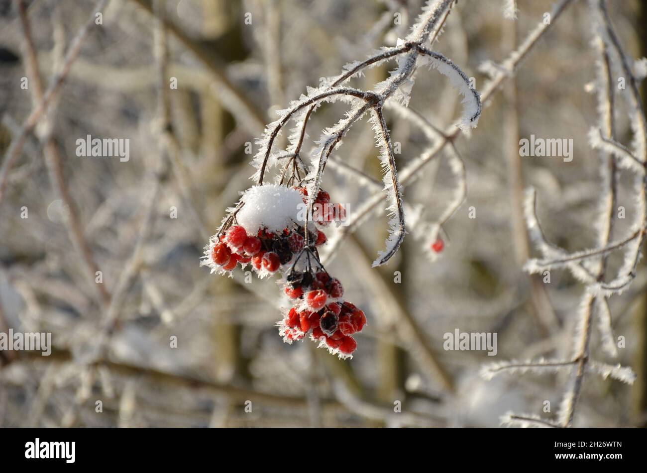 Früchte des Gemeinen Schneeballs mit Schneekristallen im Winter - Snowball fruits with snow crystals in winter Stock Photo