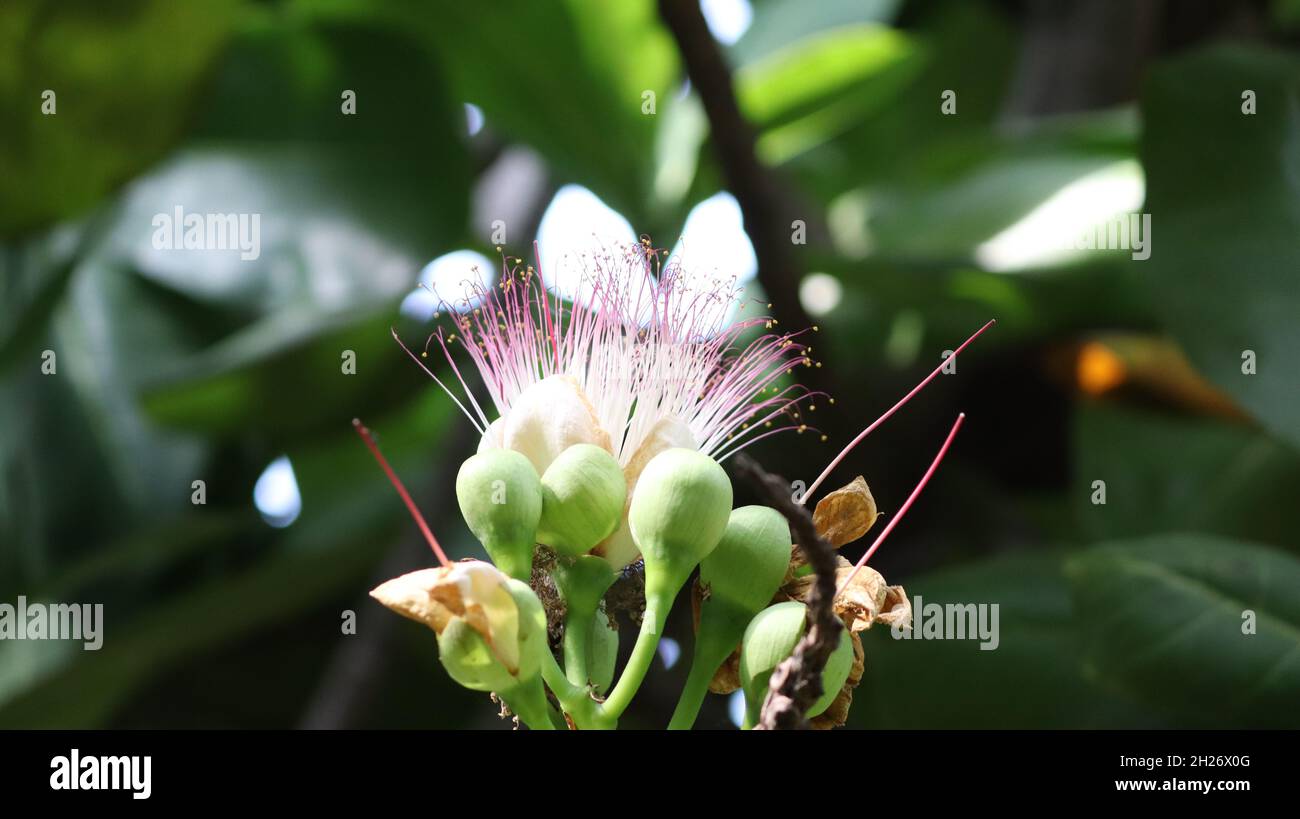 Lecythidaceae (brazil nut family) » Barringtonia asiatica beautiful flower Stock Photo