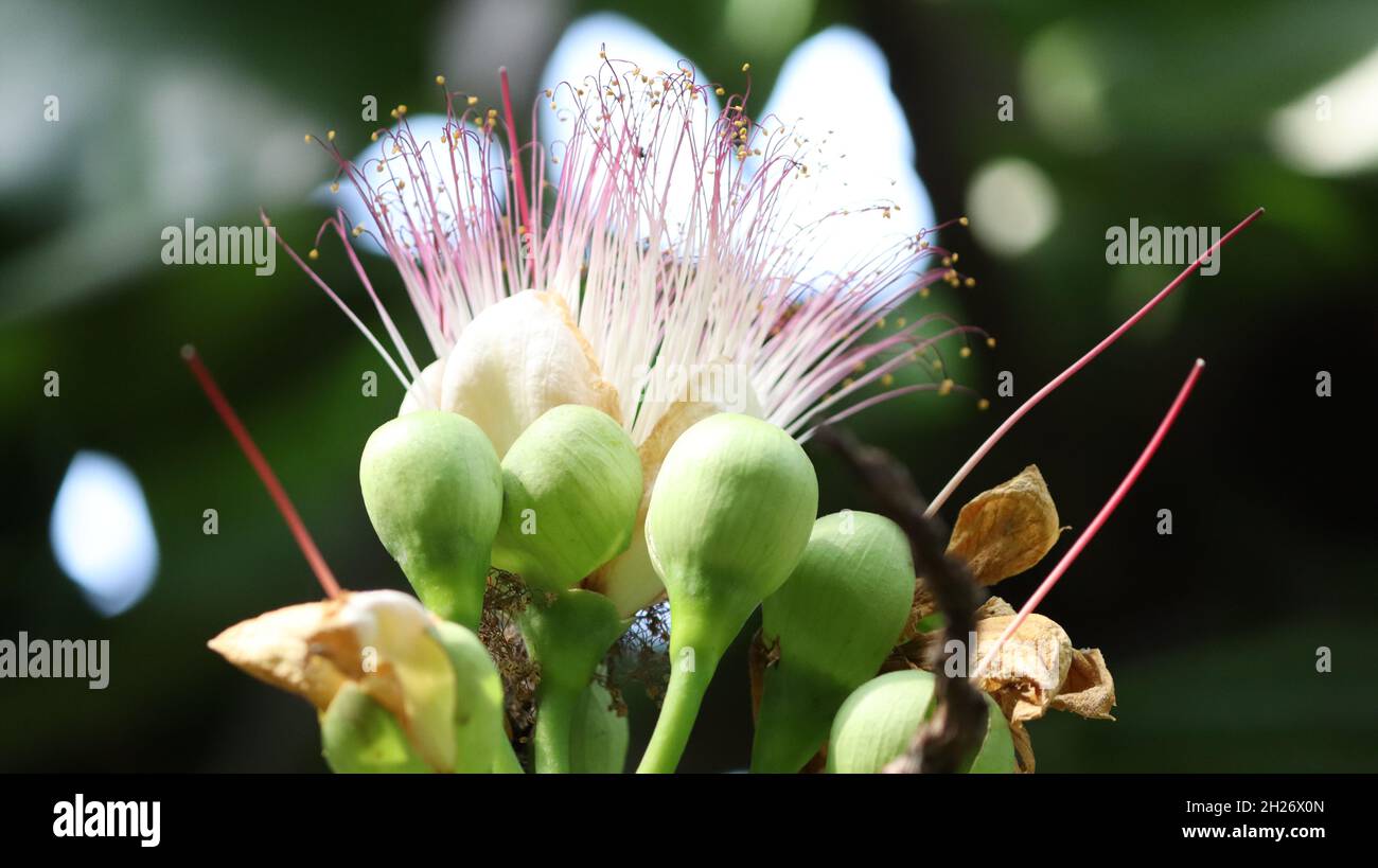 Lecythidaceae (brazil nut family) » Barrington asiaticum beautiful flower Stock Photo