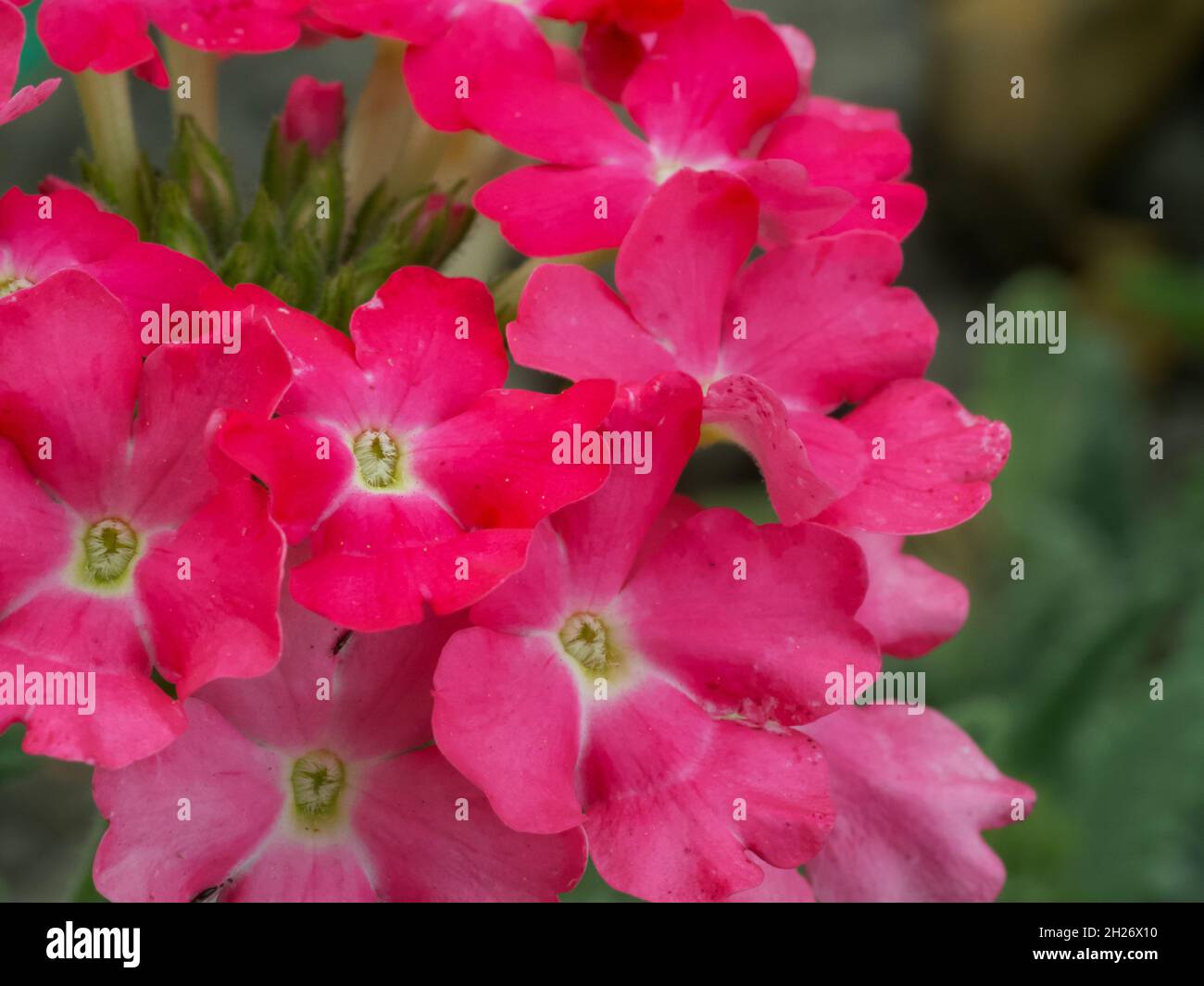 Verbena flowers, close-up shot. An inflorescence of small pink flowers. Stock Photo