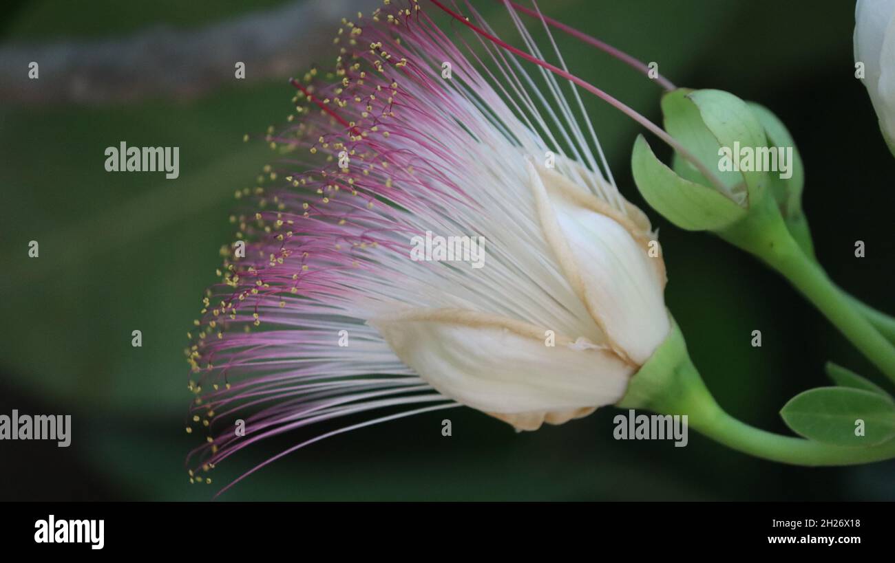 Lecythidaceae (brazil nut family) » Barrington asiaticum beautiful flower Stock Photo