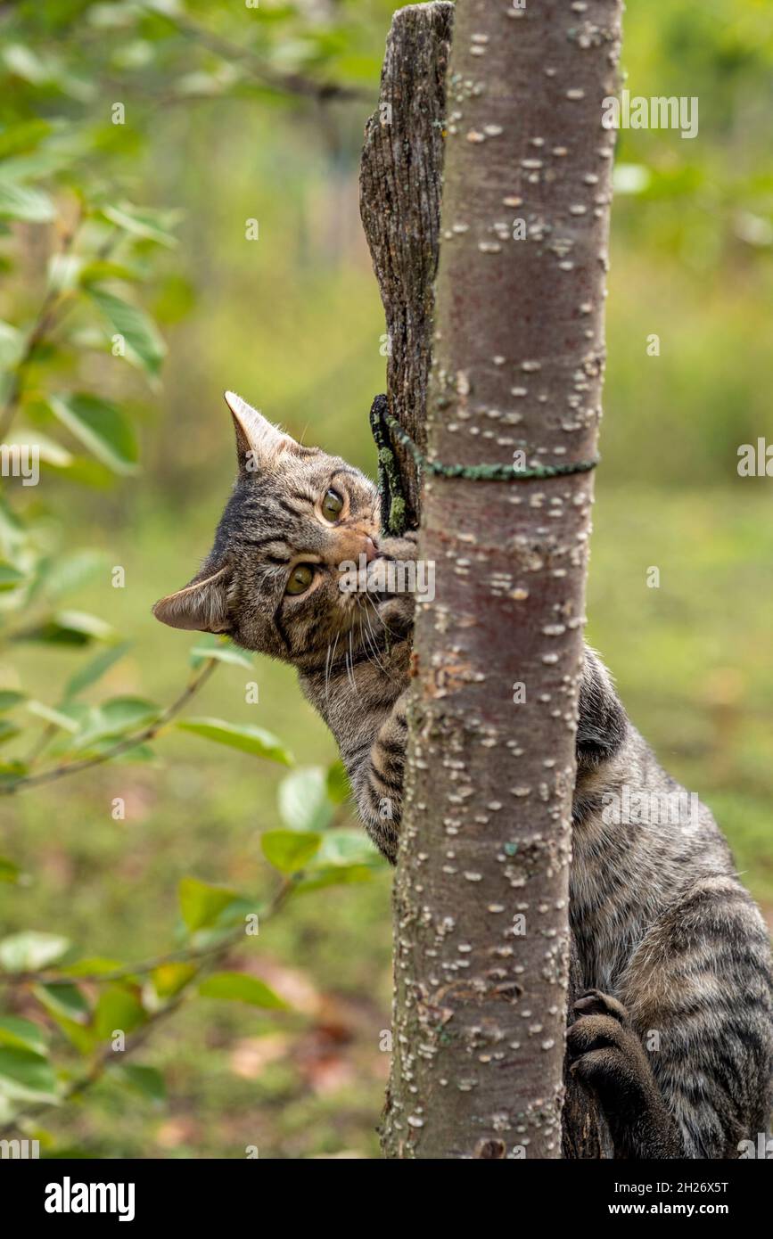 Gray cat playing in the garden Stock Photo - Alamy