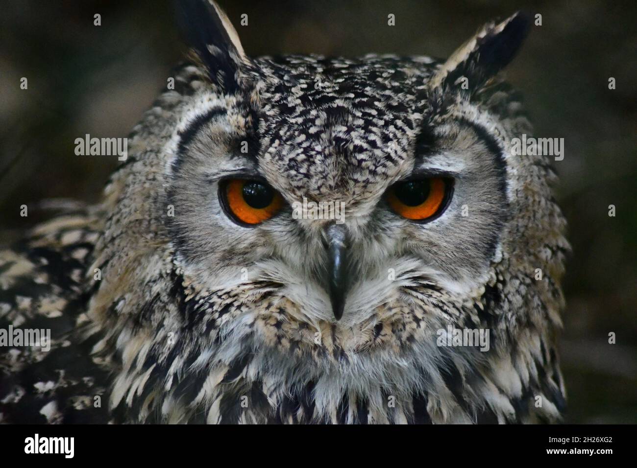 Eurasian Eagle owl species of eagle-owl resides in much of Eurasia, also called Uhu, Horned Owl, Bubo bubo Stock Photo