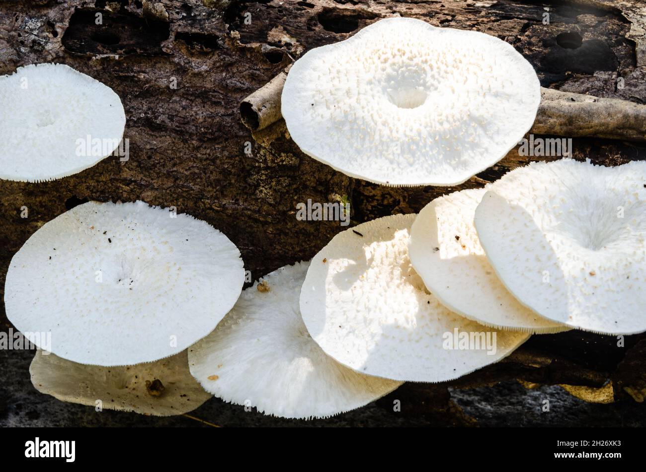 White mushrooms growing on a dead wood Stock Photo - Alamy