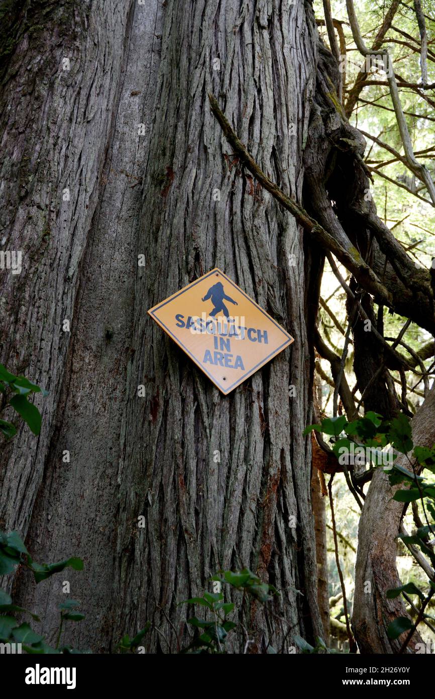 A sign on an old growth western red cedar reading 'Sasquatch in Area' on Meares Island, near Tofino, Vancouver Island, British Columbia, Canada. Stock Photo