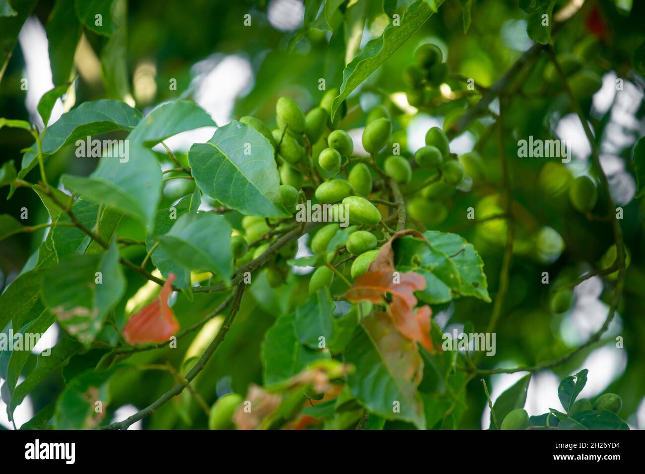 Raw green olives hanging on the tree. Elaeocarpus serratus is a tropical fruit found in Asia. Big Indian olives. Bangladeshi people called Jalpai. Stock Photo