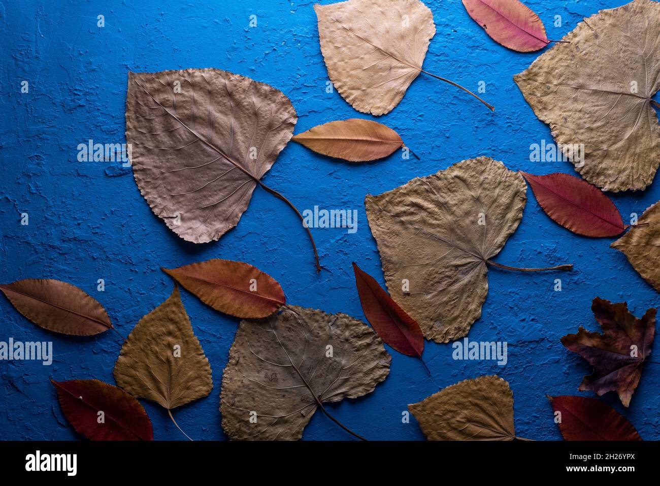Autumn leaves with the blue sky background Stock Photo