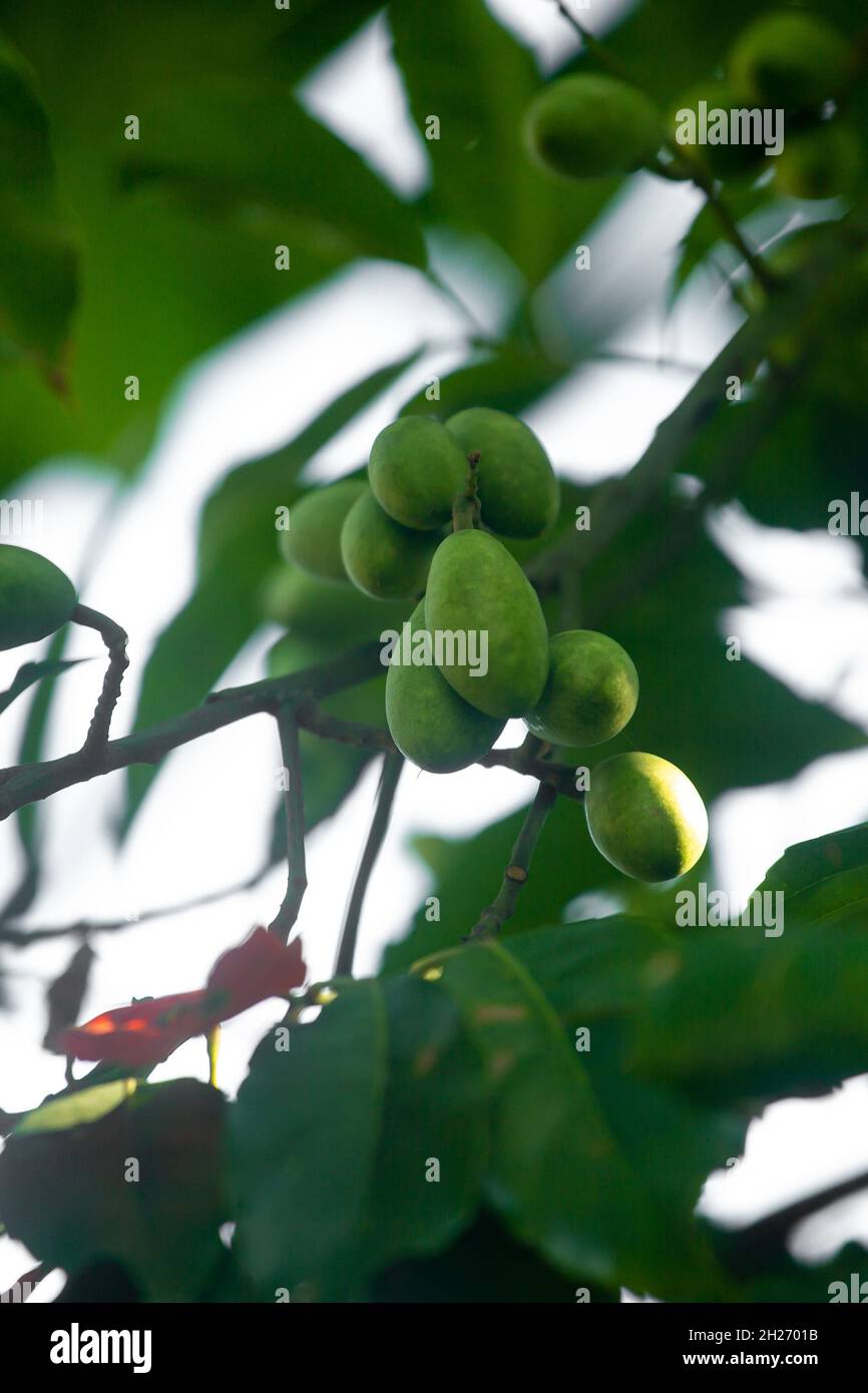 Raw green olives hanging on the tree. Elaeocarpus serratus is a tropical fruit found in Asia. Big Indian olives. Bangladeshi people called Jalpai. Stock Photo