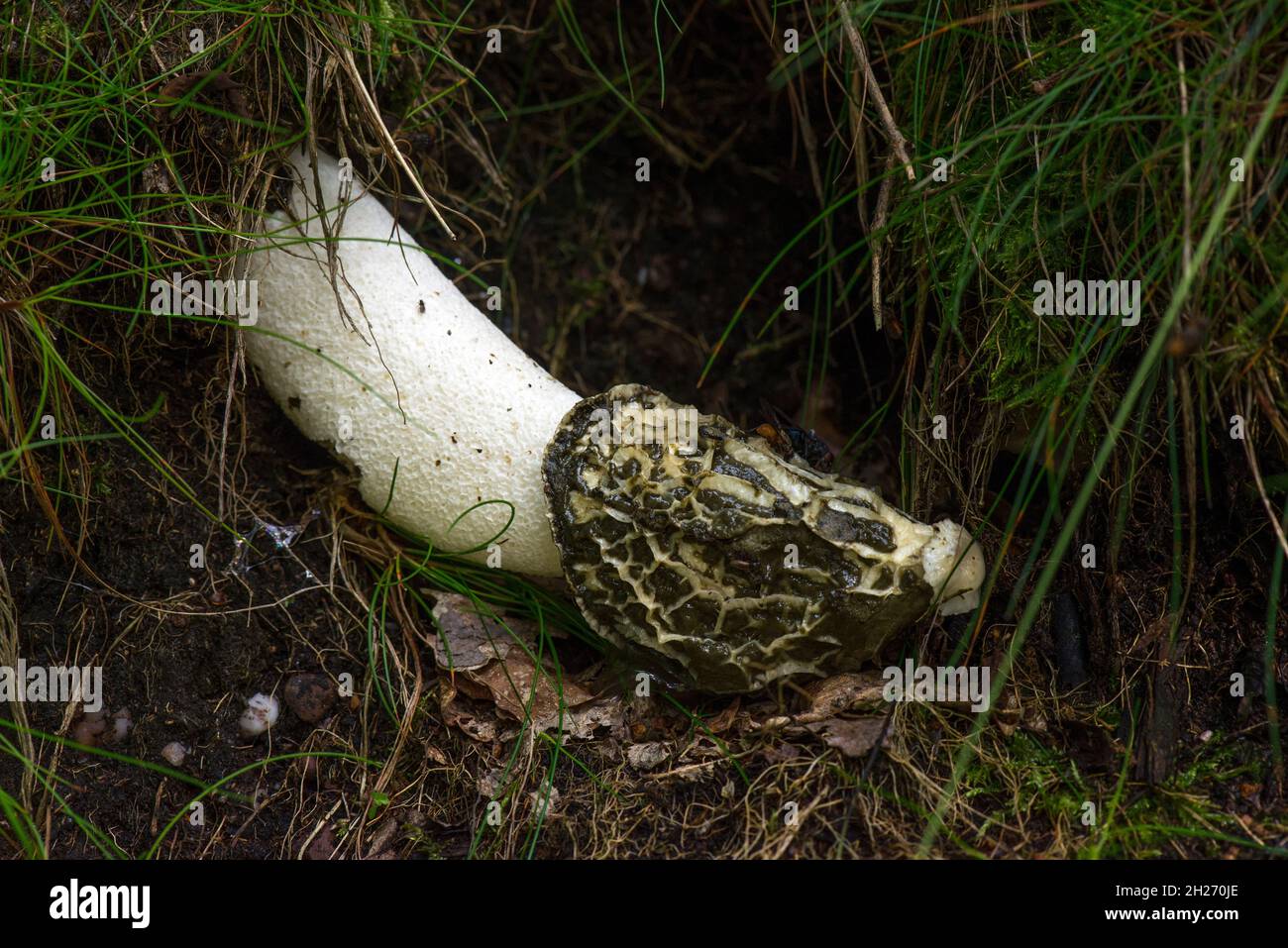 common stink horn mushroom Stock Photo