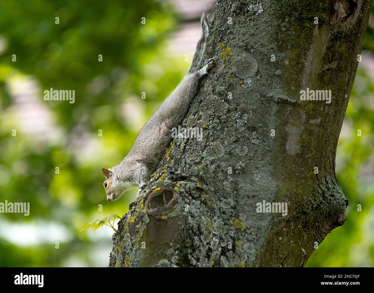 Eastern gray squirrel on a tree Stock Photo