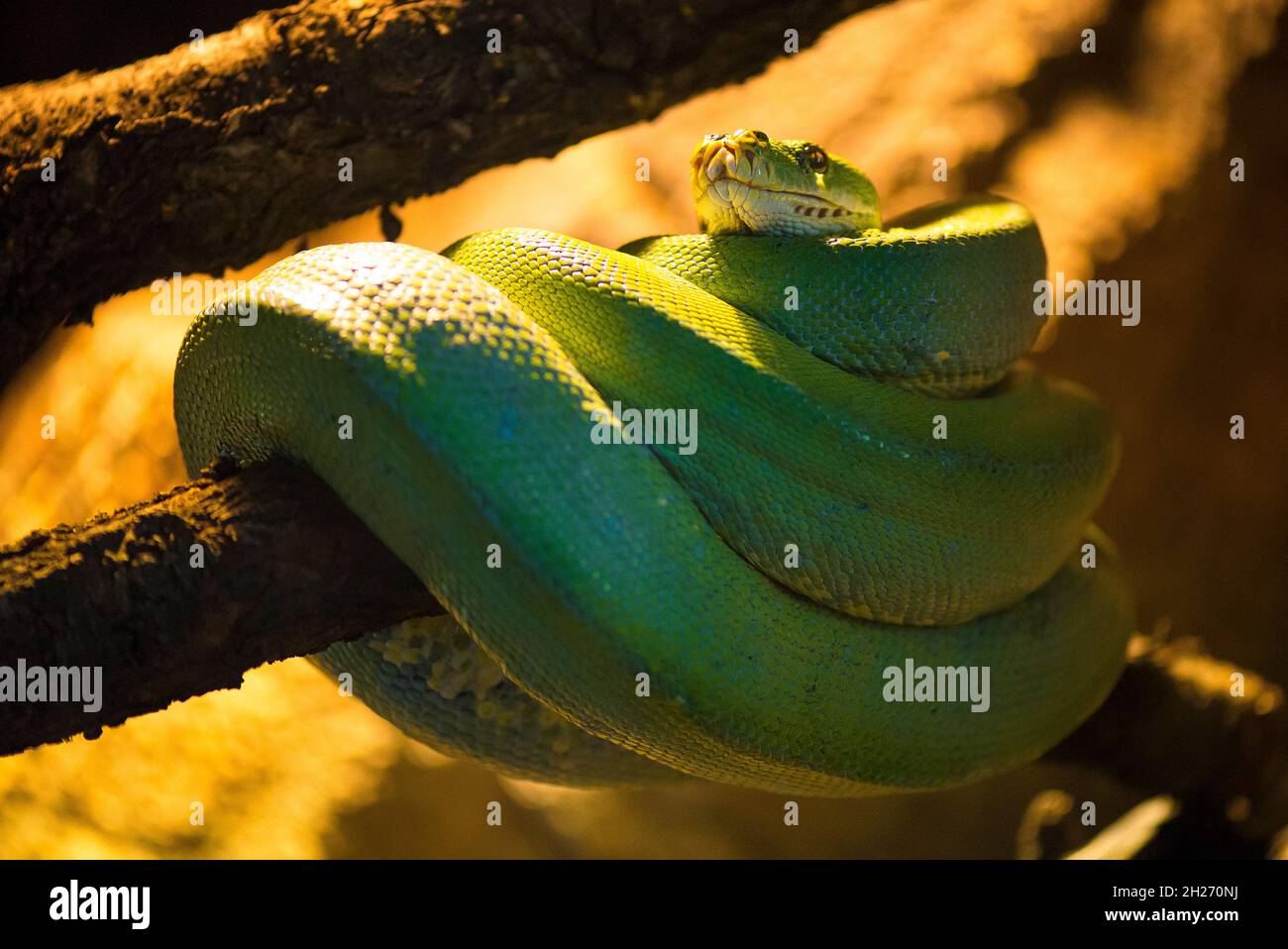 green tree python Stock Photo - Alamy