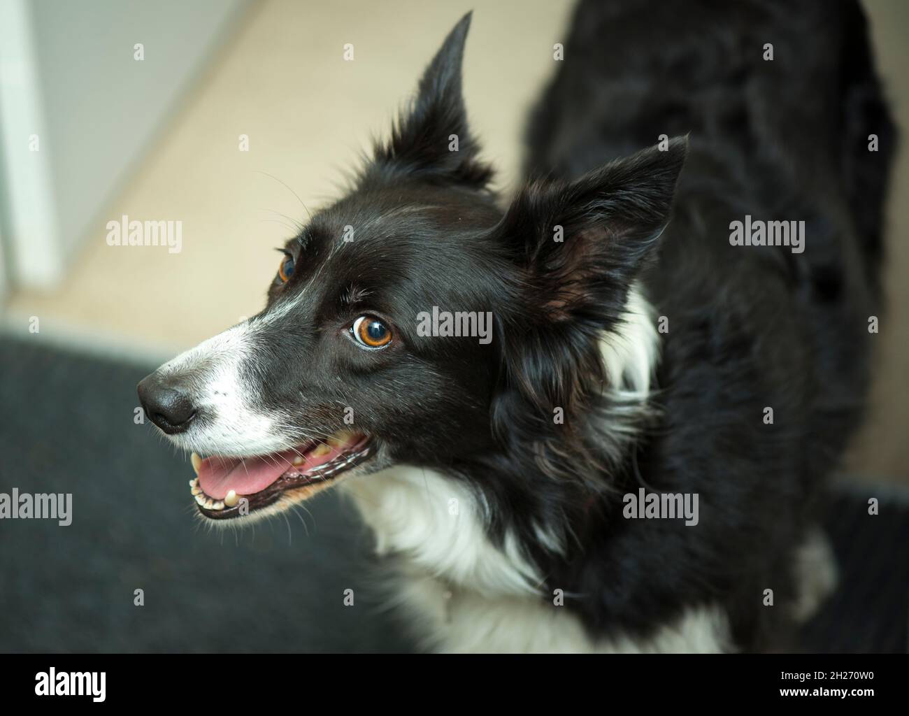 long haired border collie dog smiling Stock Photo