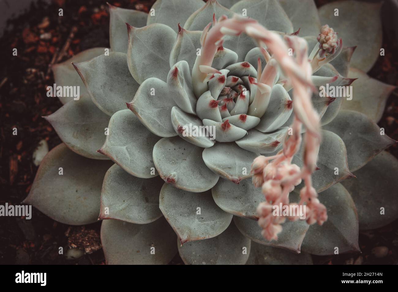 Blooming succulent echeveria, close-up. Beautiful ornamental blue succulent with thick leaves, top view. High-quality photo Stock Photo
