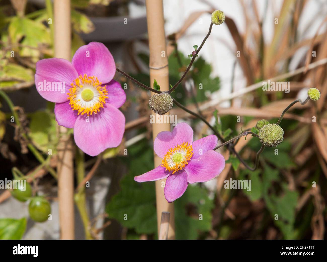 Buttercup family ranunculaceae hires stock photography and images Alamy