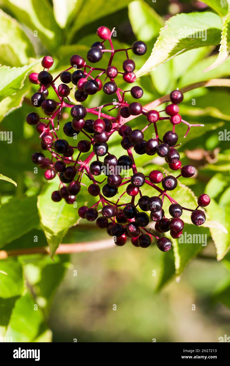 SAMBUCUS NIGRA Adoxaceae Stock Photo Alamy