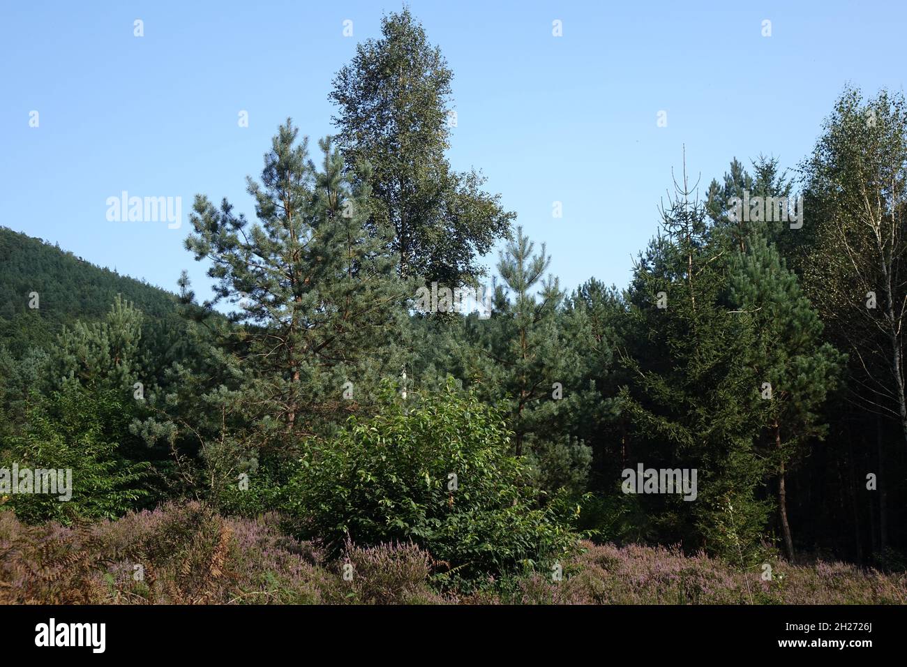 Pine trees and blossoming heath in binational natural protection habitat in late summer, Obersteinbach, Bas-Rhin, Alsace, Grand Est, France Stock Photo