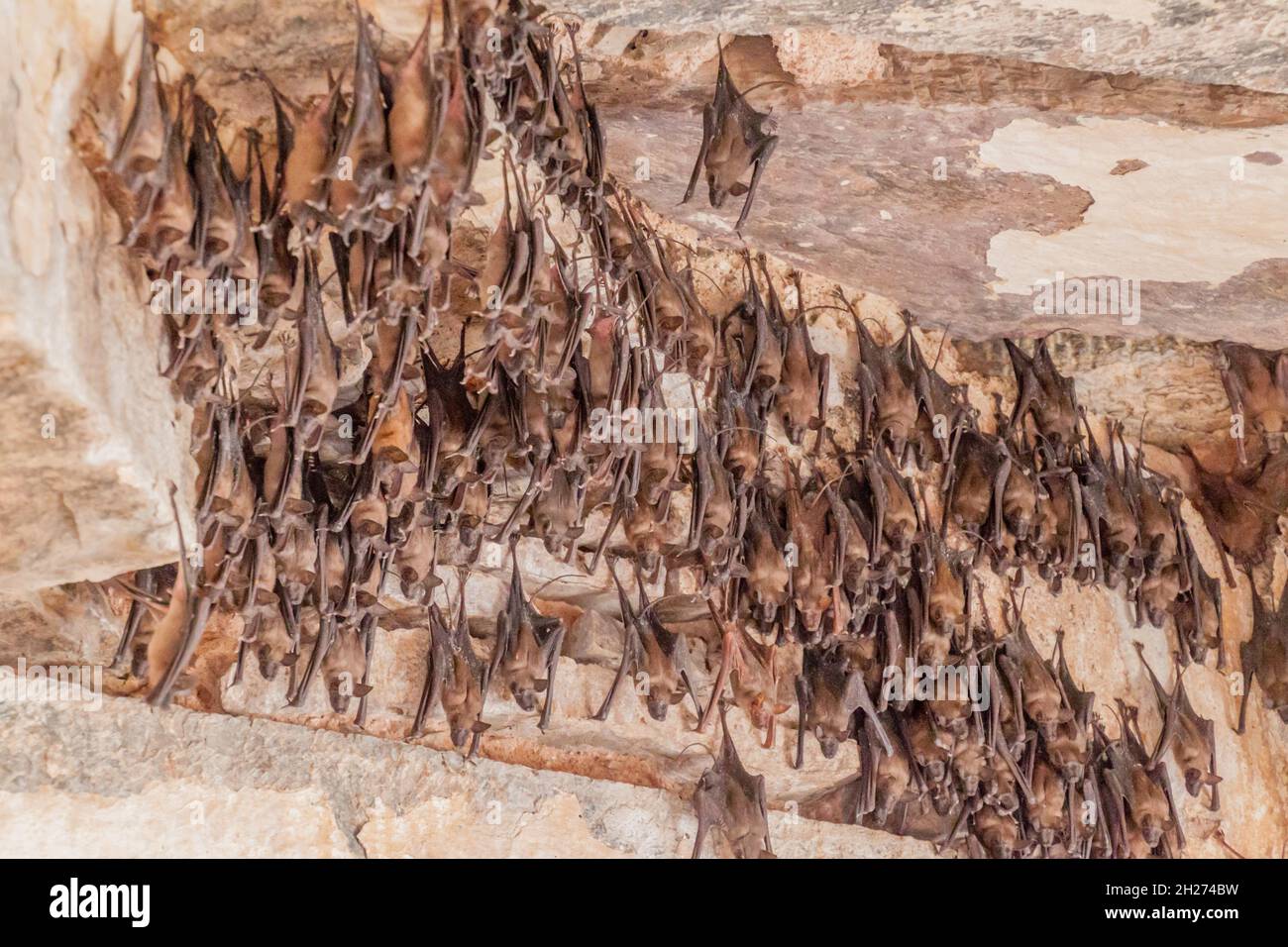 Pada Bat Rajasthan Bats in Garh Palace in Bundi, Rajasthan state, India Stock Photo - Alamy