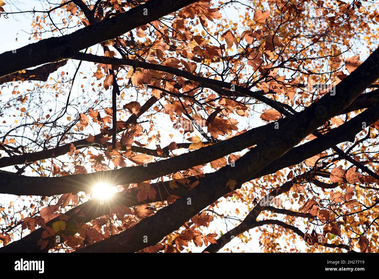 Herbststimmung am Attersee, ein Baum im Gegenlicht - Autumn mood at the Attersee, a tree in backlight Stock Photo