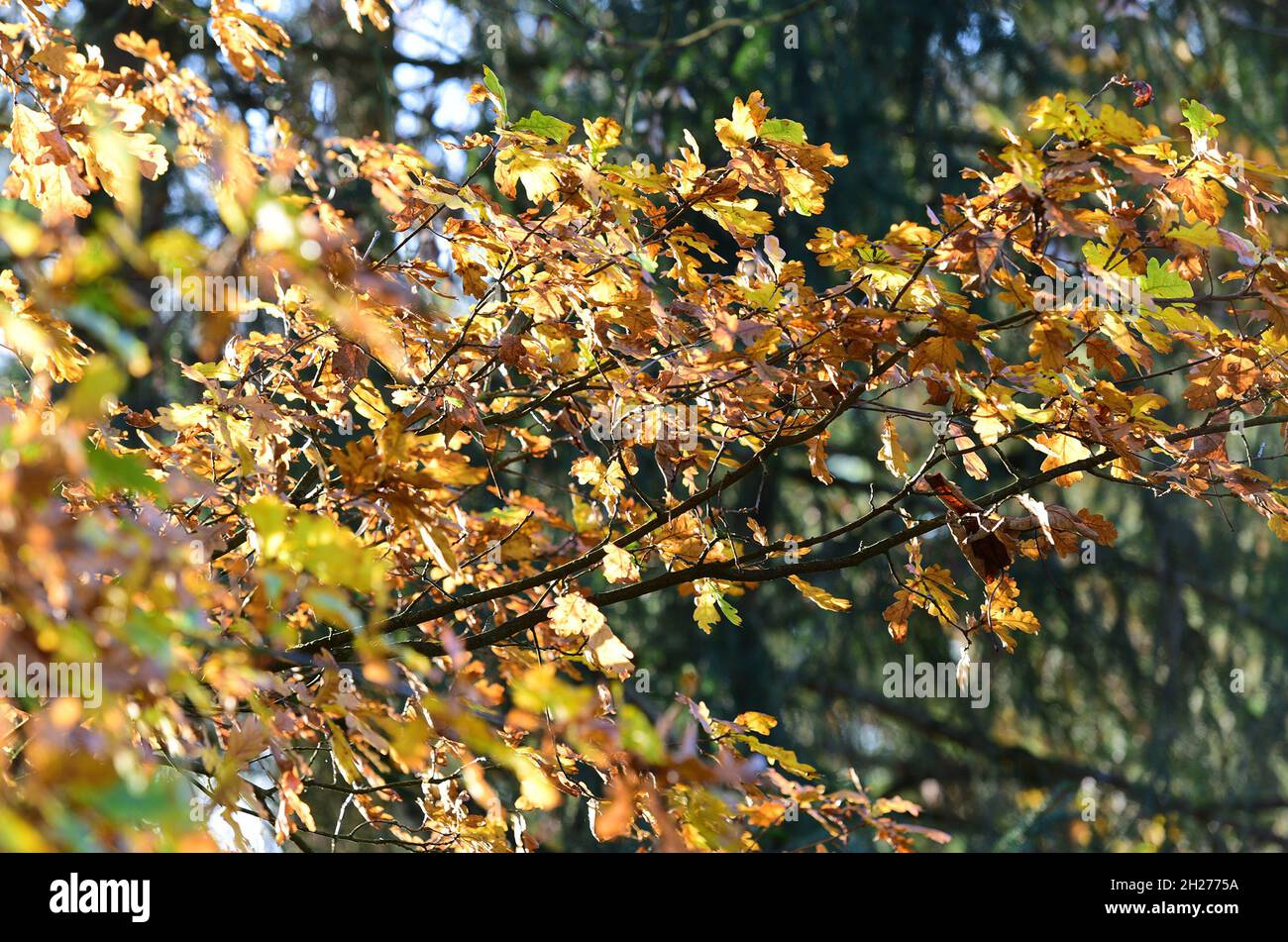 Herbstlicher Laubwald in Österreich, Europa - Autumn deciduous forest in Austria, Europe Stock Photo