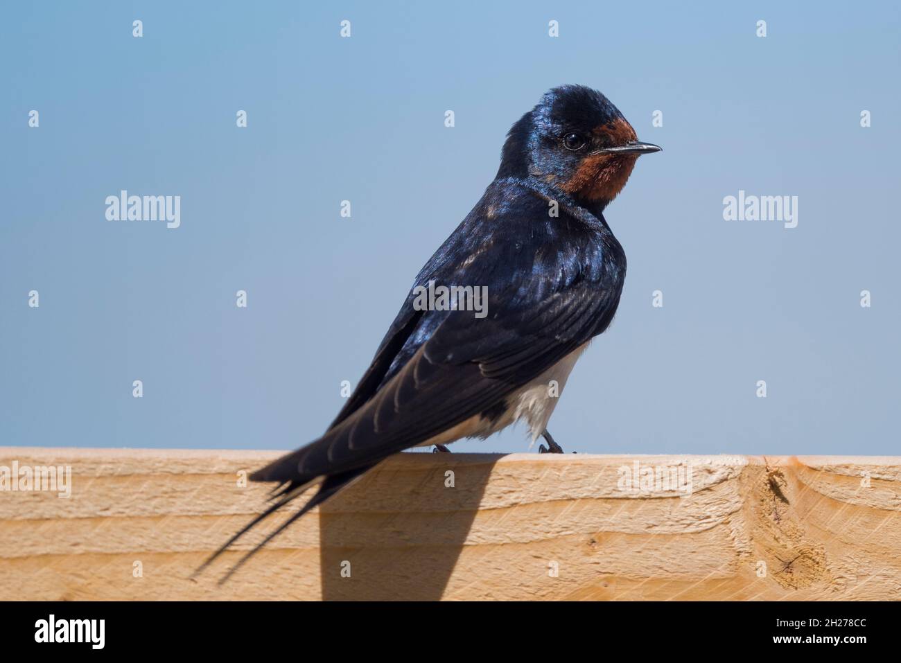 Barn swallow (Hirundo rustica), perched on a timber beam, Loch Leven, Kinross, Scotland, UK. Stock Photo
