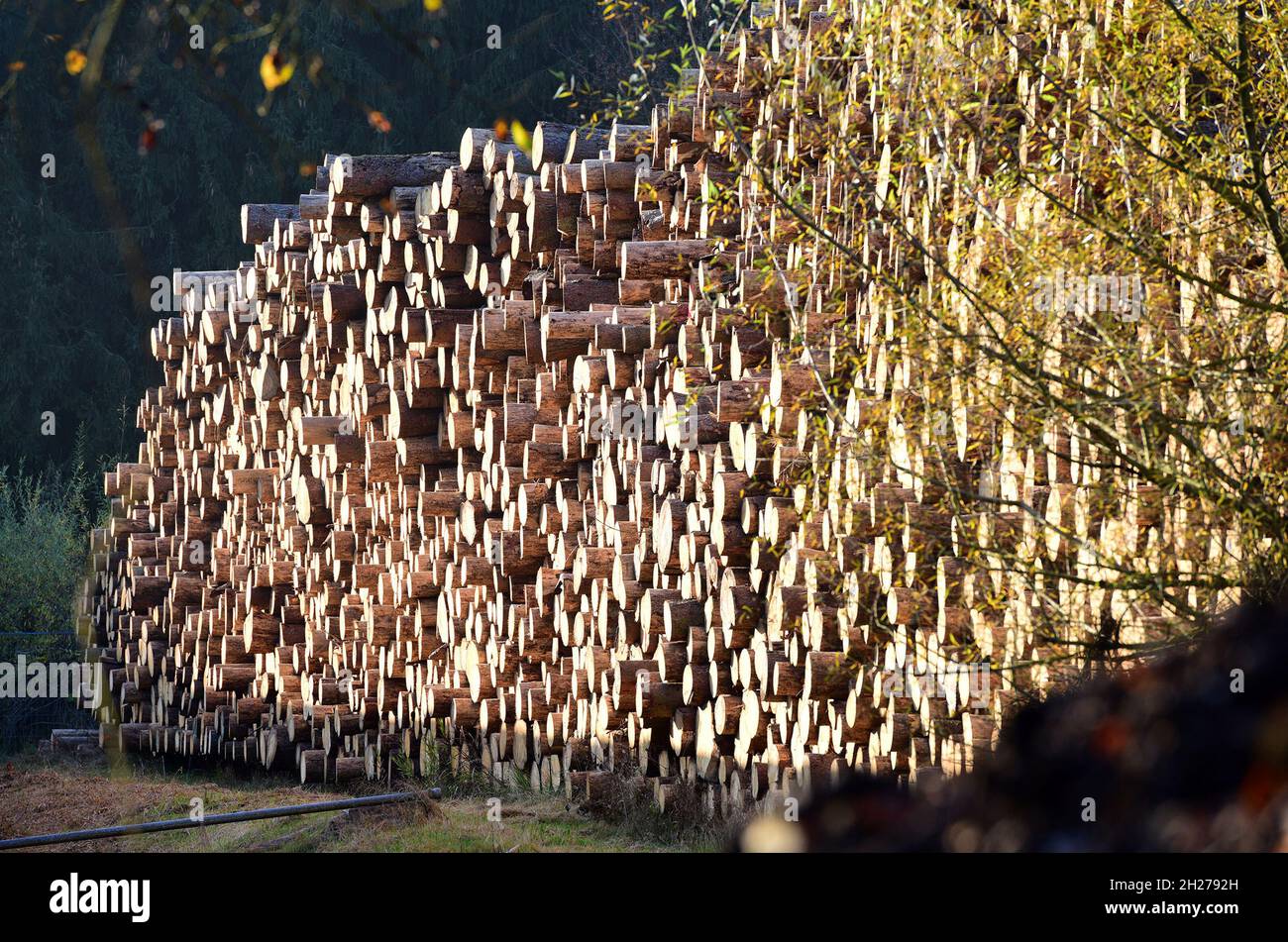 Holzstoß mit großen Baumstämmen in Österreich, Europa - Pile of wood with large tree trunks in Austria, Europe Stock Photo