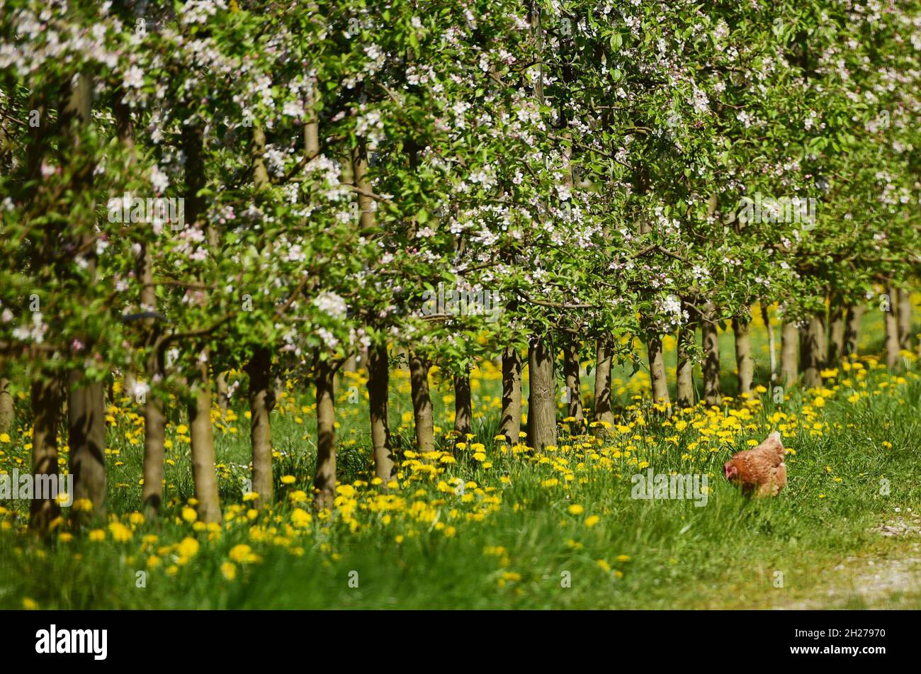 Ein Huhn auf einer Wiese in einer Obstplantage in Oberösterreich, Österreich, Europa - A chicken in a meadow in an orchard in Upper Austria, Austria, Stock Photo