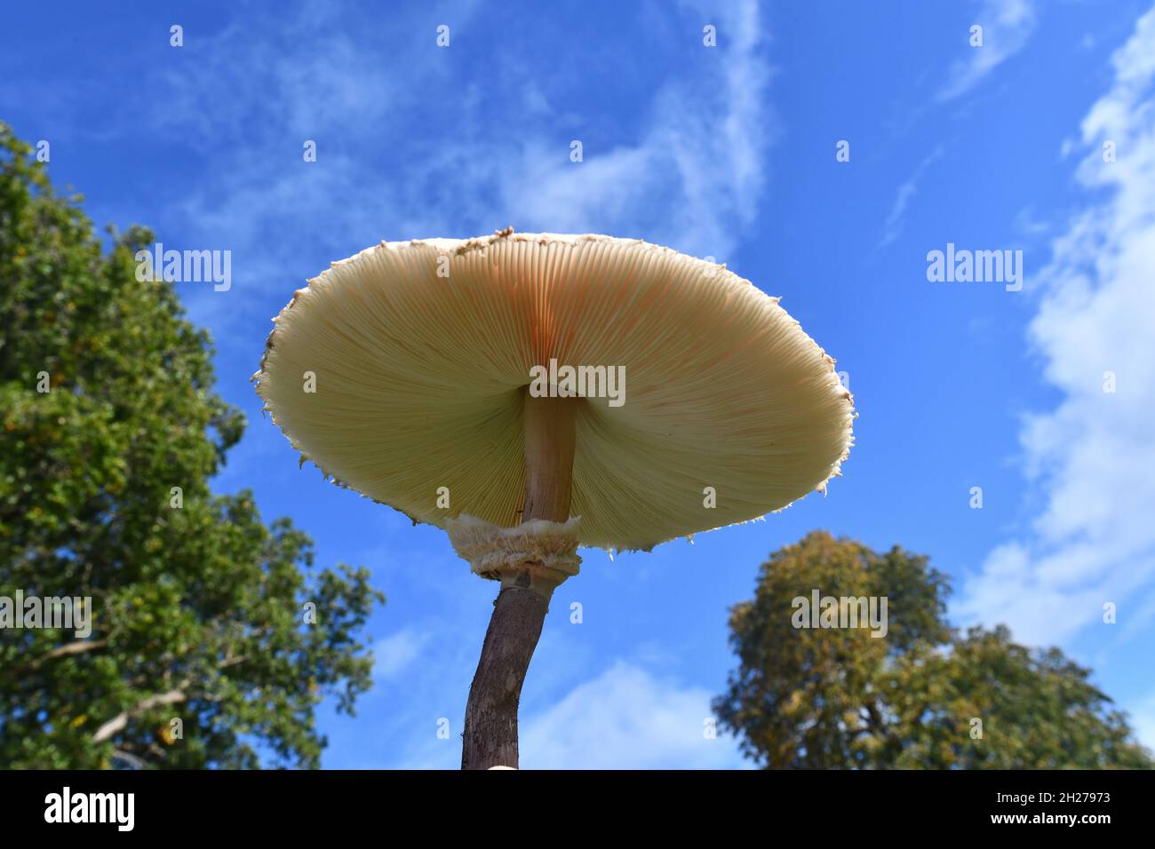 Parasol mushroom growing wild in Shropshire, England, Uk Macrolepiota procera Stock Photo