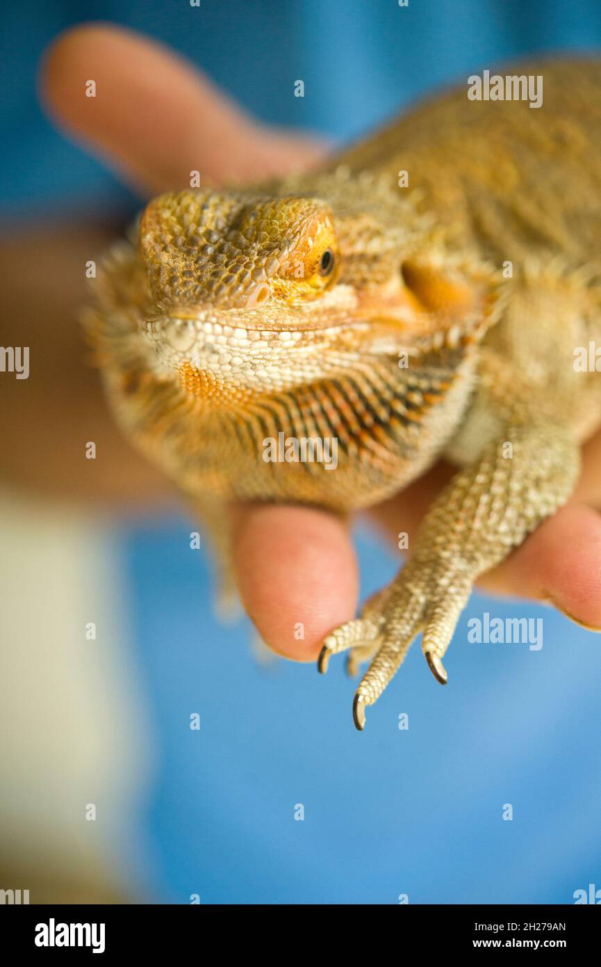 Man holding a bearded dragon lizard in his hands Stock Photo Alamy