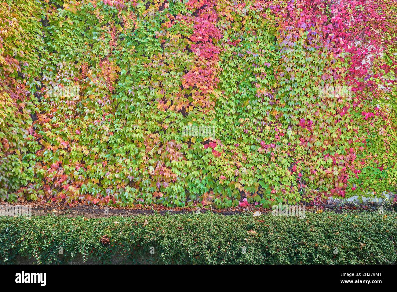 Colourful ivy clad wall in autumn at the public library of Kettering, England. Stock Photo