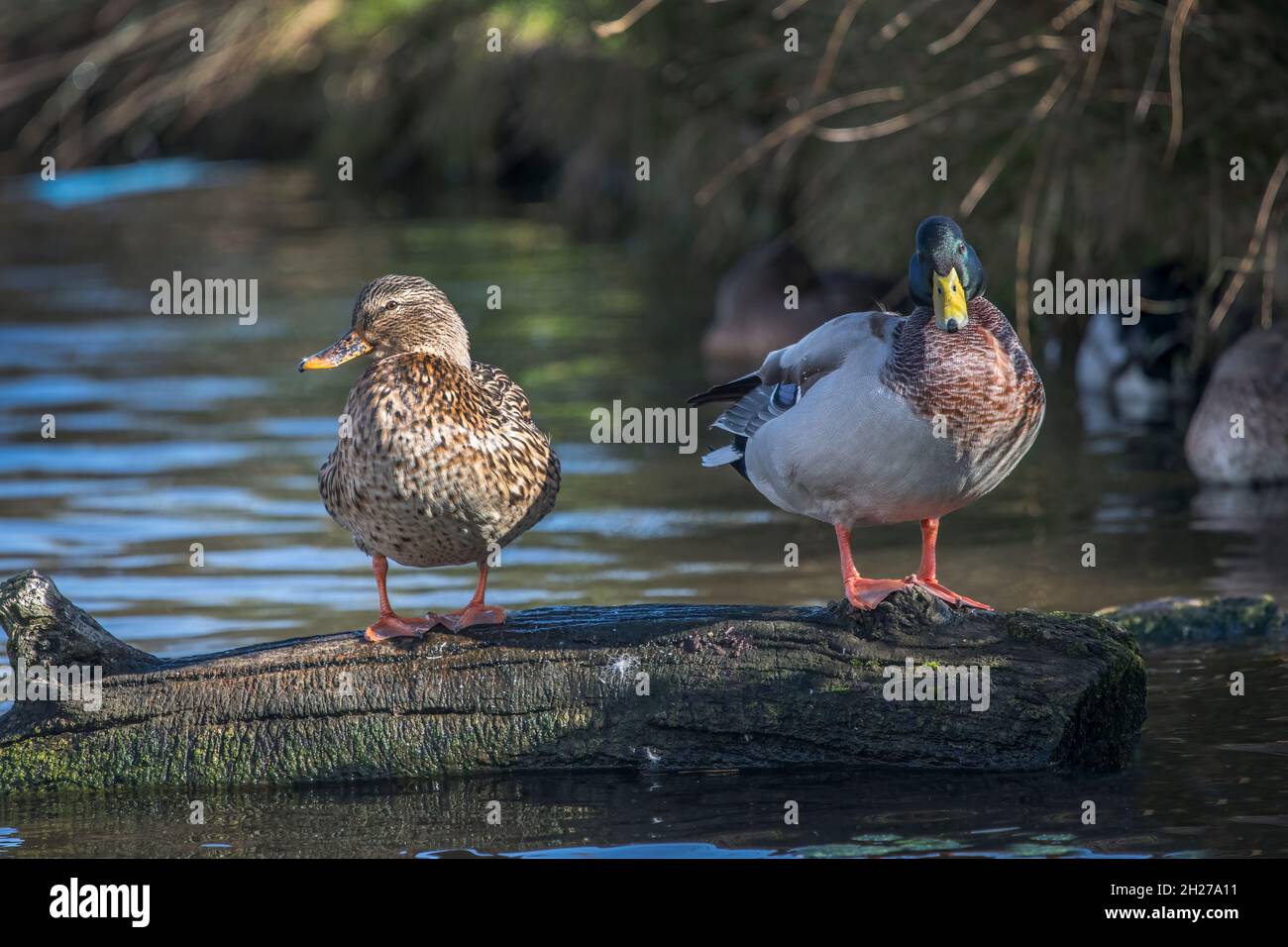 Two contented ducks mate for life Stock Photo - Alamy