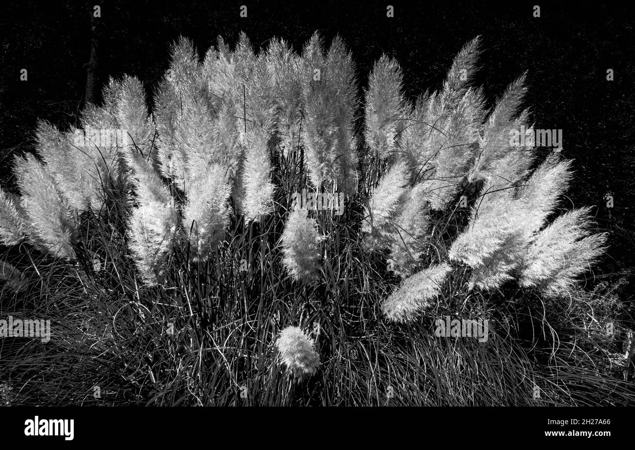 Fine Art Black and white image of Pampas Grasses in Bressingham Gardens Norfolk. No people. Stock Photo