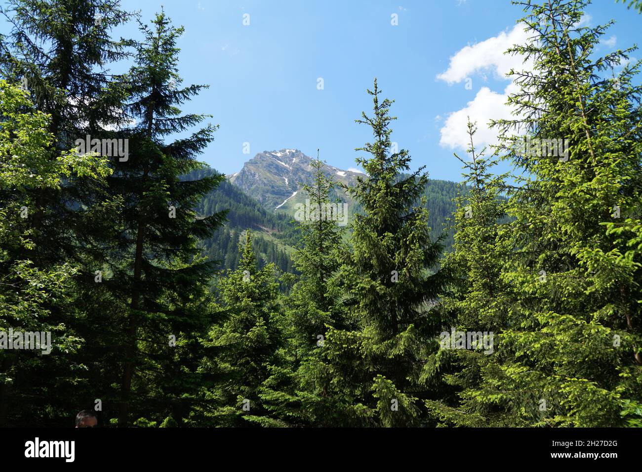 beautiful alpine landscape of the Schaldming-Dachstein region in Austria with alpine peak and tall fir trees Stock Photo