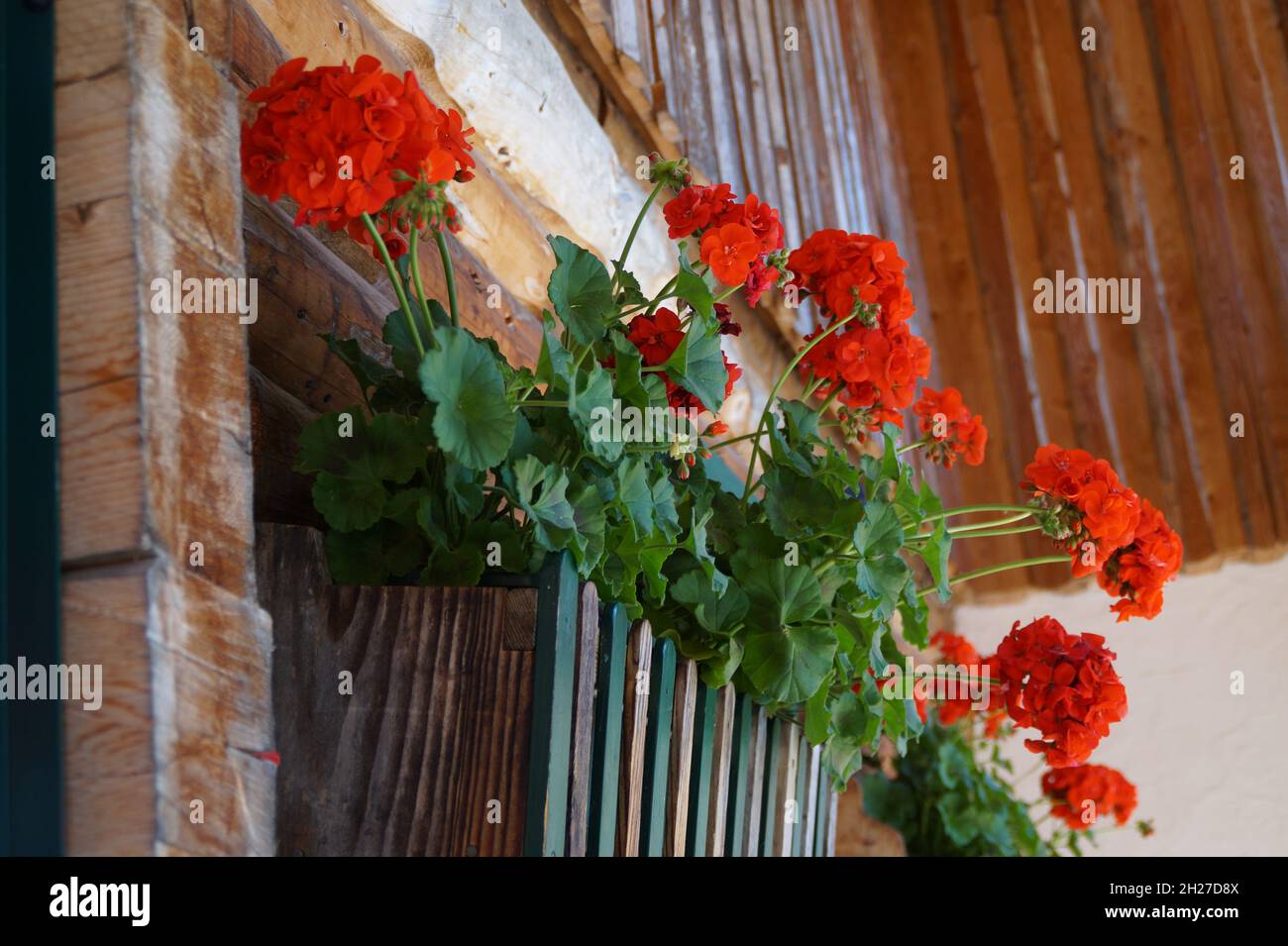 red geraniums haning outside on a rustic alpine cabin in the Austrian Alps in Schladming-Dachstein region (Austria) Stock Photo
