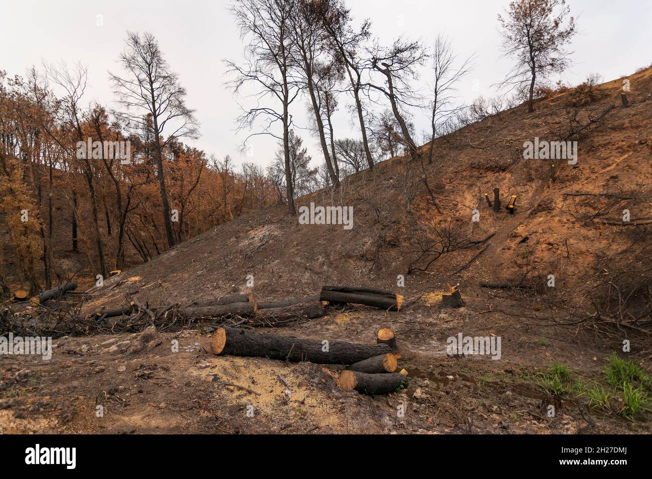 Burned forest in Attica, Greece, after the bushfires at Parnitha Mount ...