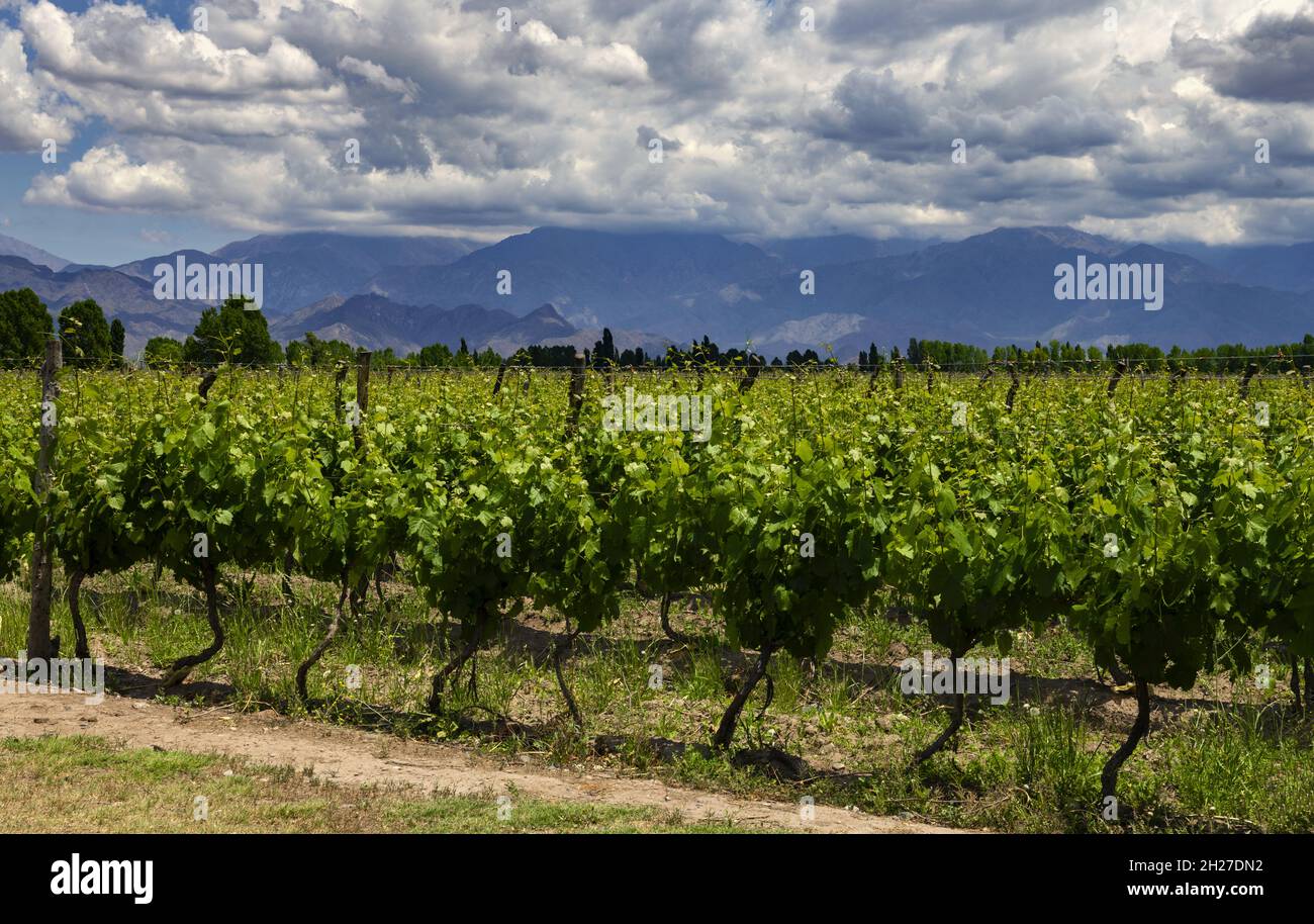 Vineyard in Uco Valley near Mendoza, Argentina Stock Photo
