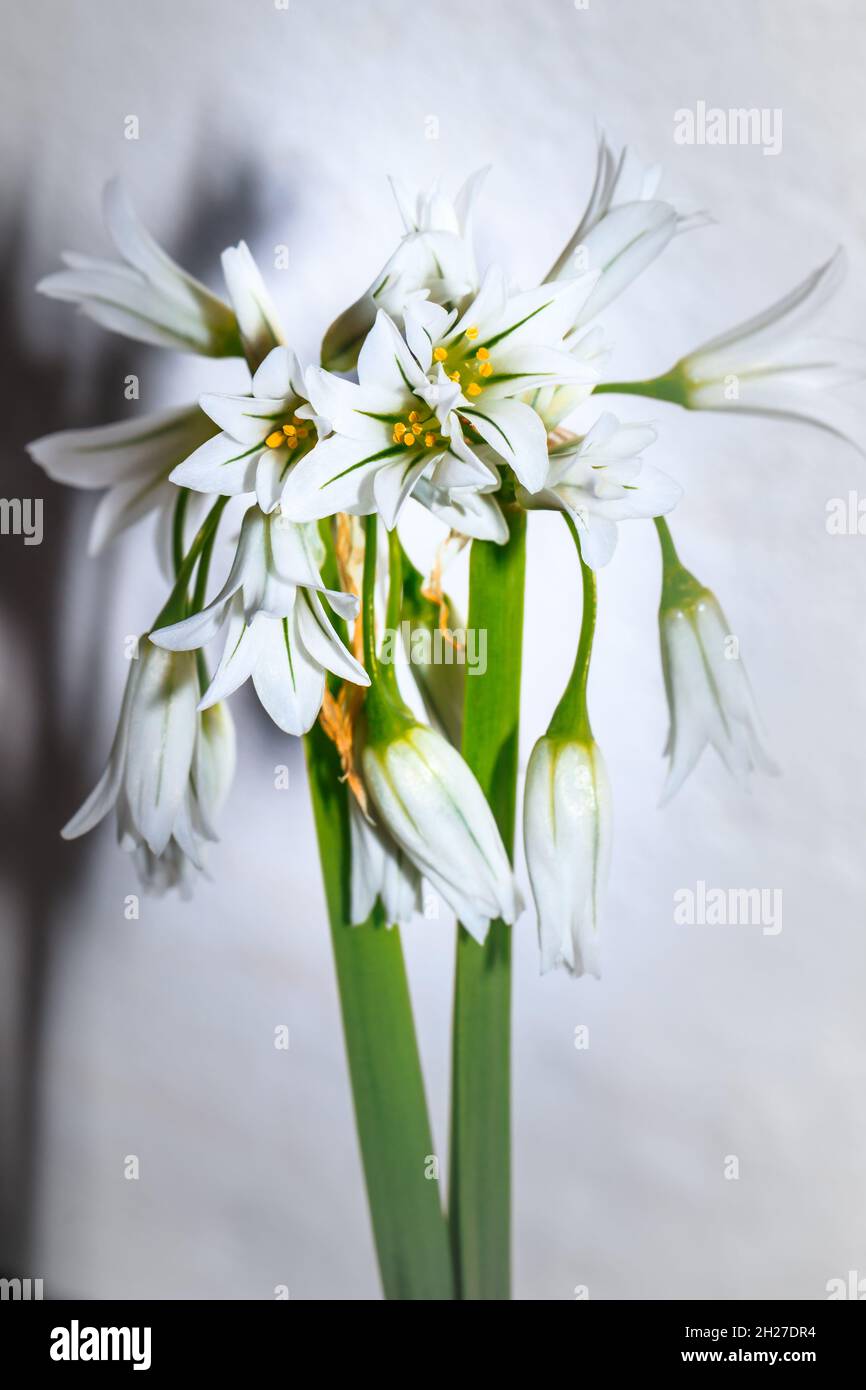 (Allium triquetrum) threecornered leek, white Wild flower, Cape Town