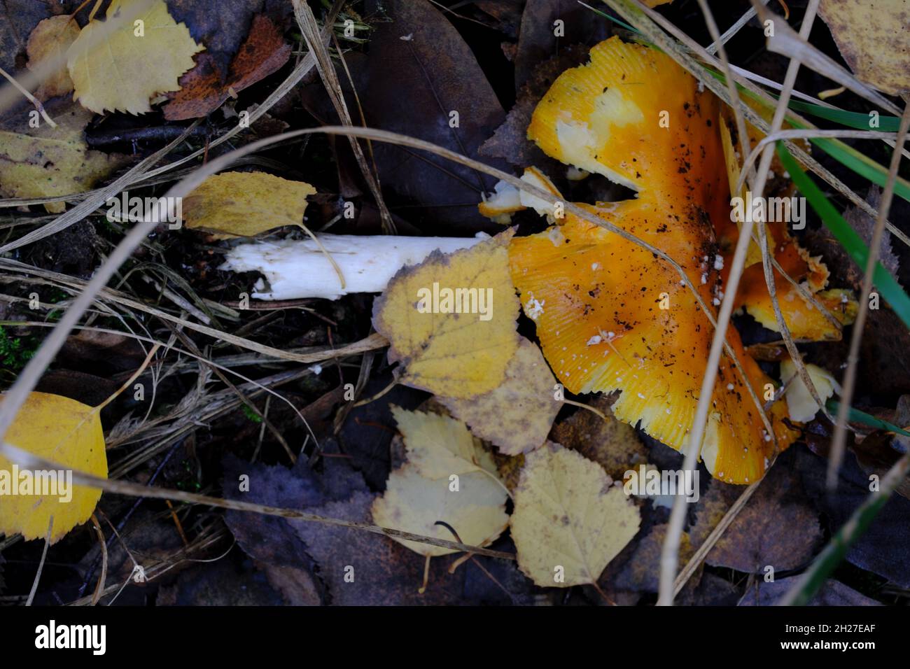 Old fly amanita mushroom (Amanita muscaria) undergoing decay surrounded by vegetation in autumn forest Stock Photo