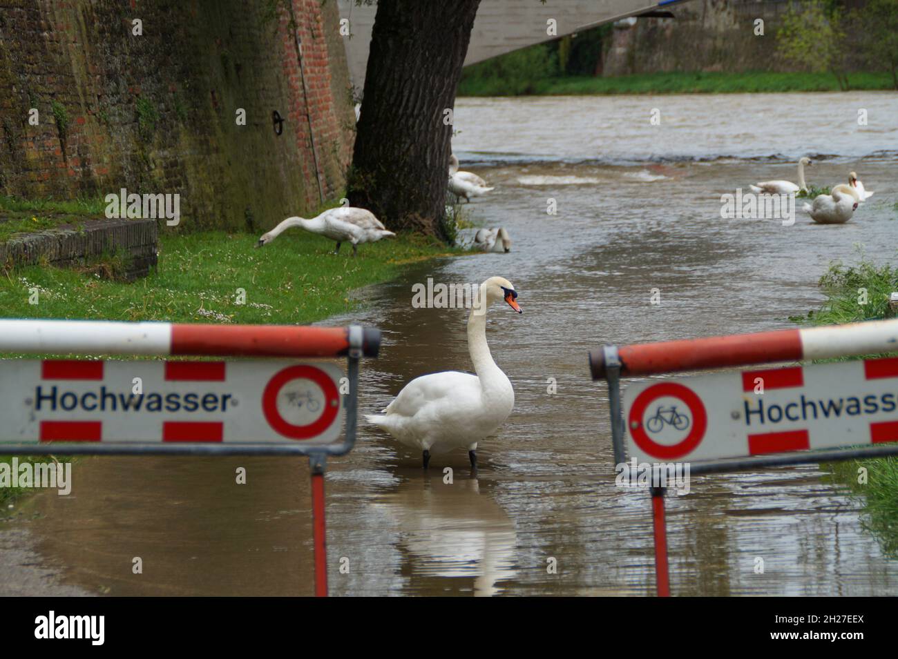 a swan on a flooded street in the Ulm City in Germany Stock Photo
