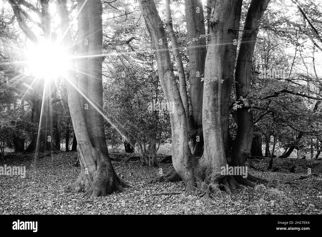 Sunburst through woodland trees in high contrast black & white. Stock Photo