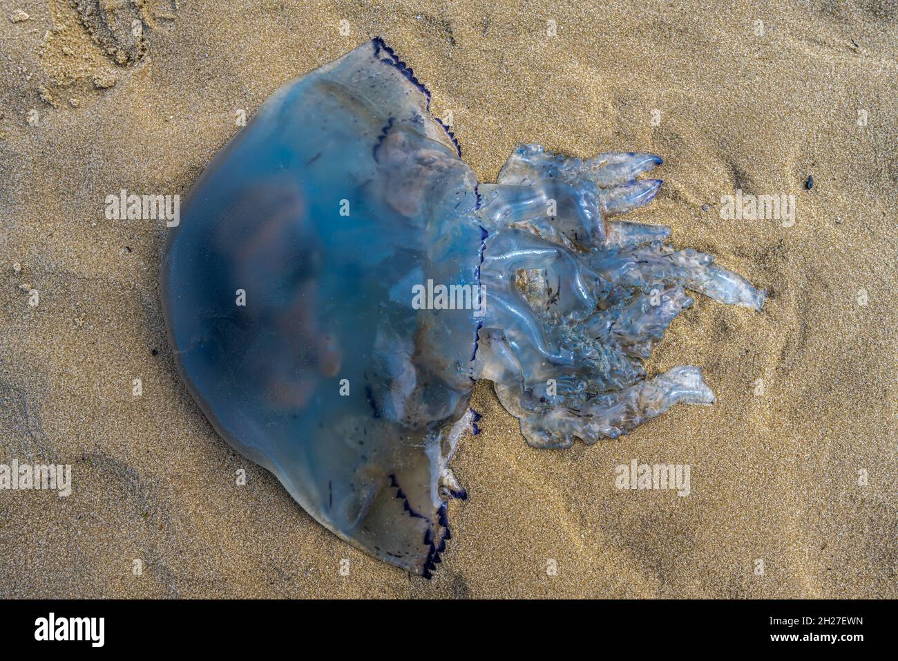 Stranded Jellyfish at the Beach on Sylt, Germany Stock Photo
