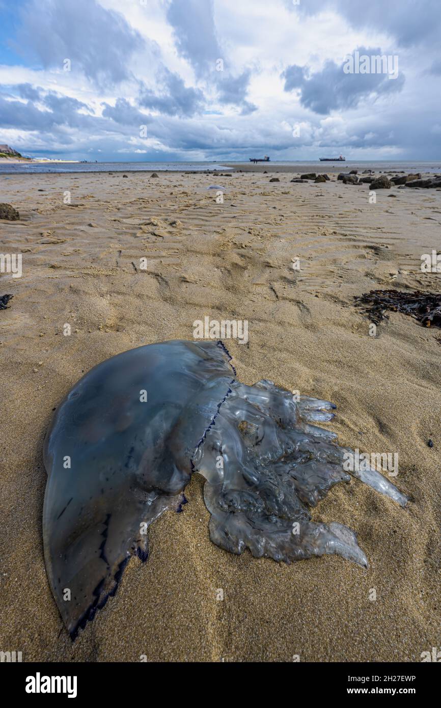 Stranded Jellyfish at the Beach on Sylt, Germany Stock Photo