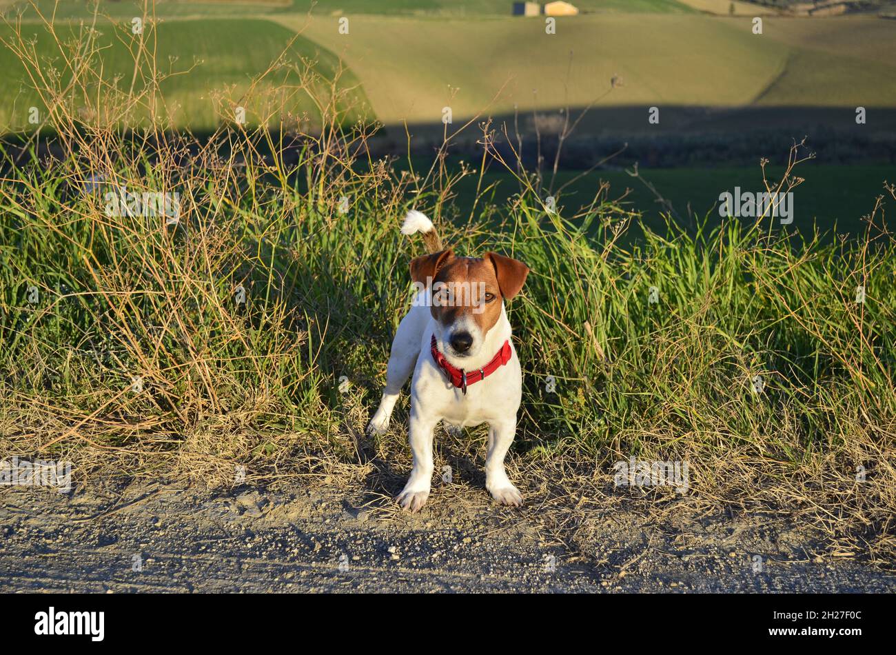 The setting sun illuminates the eyes of a small red-collar Jack Russell