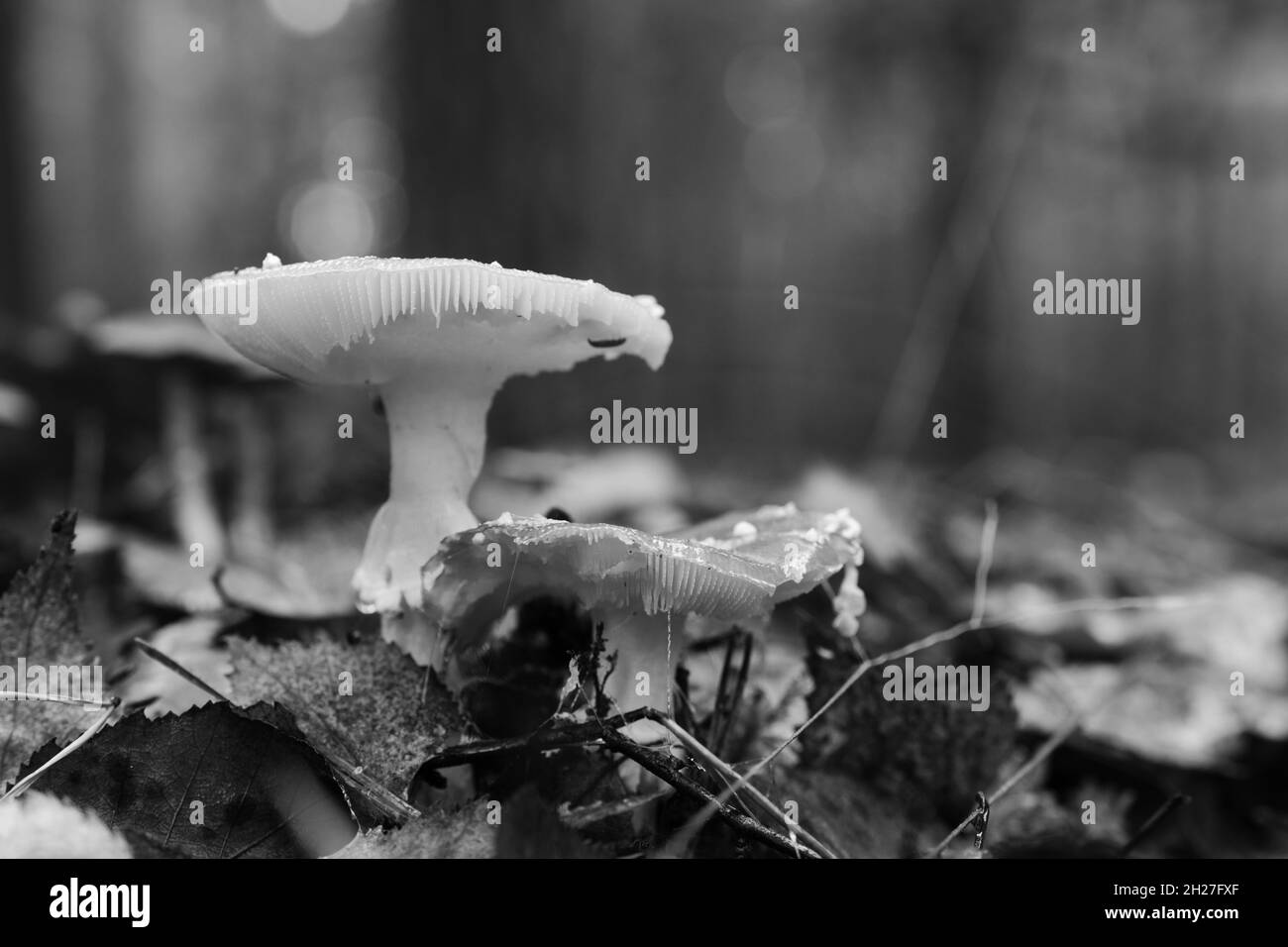 Monochromatic closeup photo of two decaying fly amanita mushrooms in forest Stock Photo