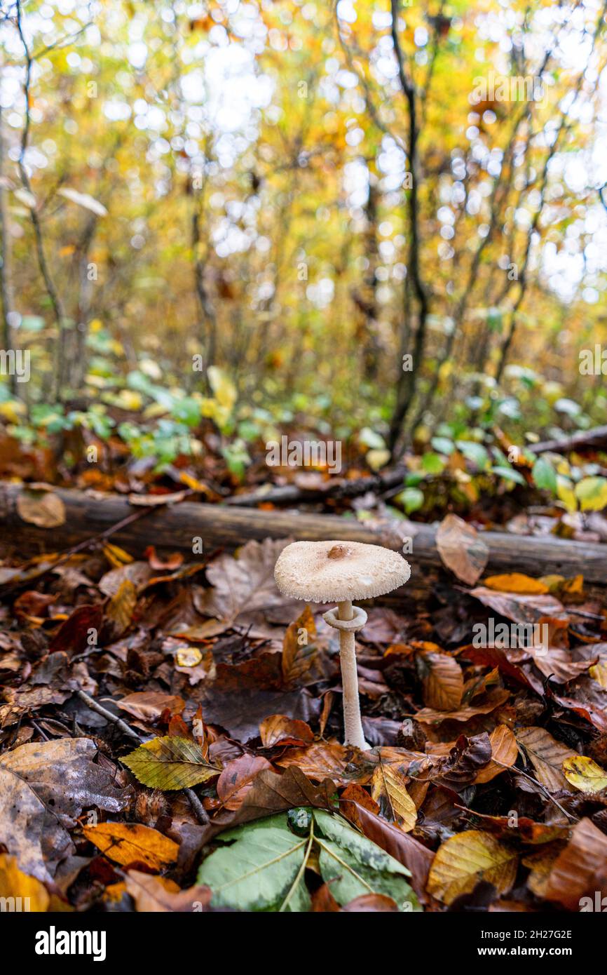 Wild mushrooms grow in a forest on a cloudy day in autumn in Slovenia, Europe, below the Alps. Stock Photo