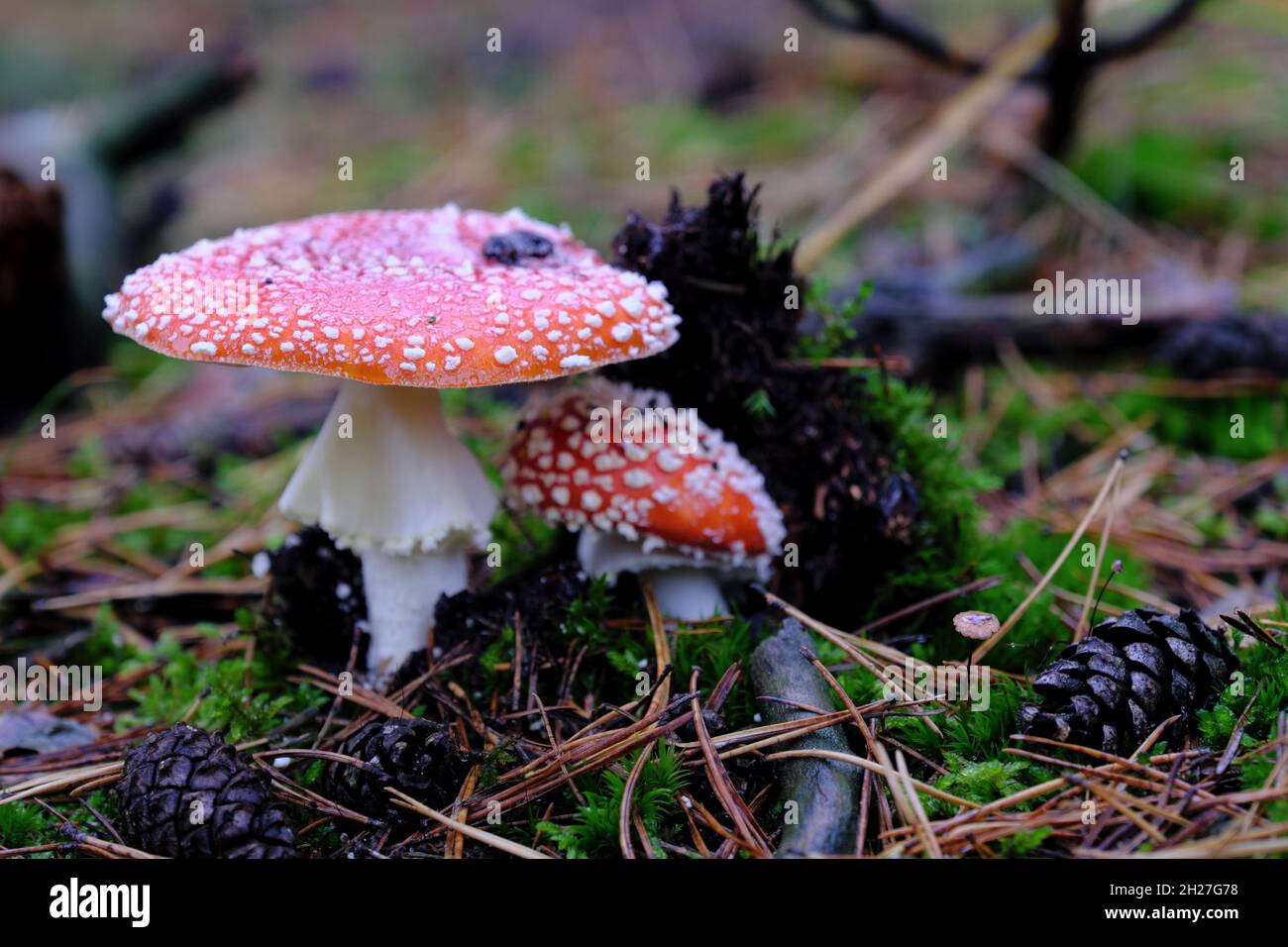 Two fly amanita mushrooms (Amanita muscaria) sprouting out of forest soil close to each other Stock Photo