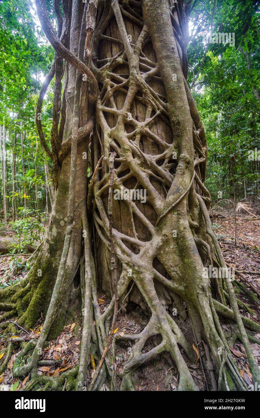 strangler fig colonizing a large rainforest tree, Great Sandy National Park, Cooloola section, Gympie Region, Qeensland, Australia Stock Photo