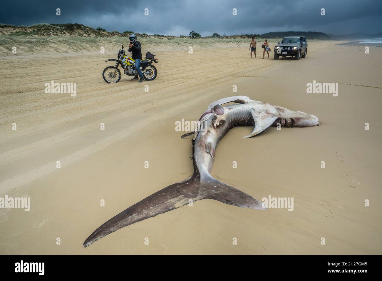 stranded juvenile whale shark on Tewah Beach, Great Sandy National Park, Gympie Region, Qeensland; Australia Stock Photo