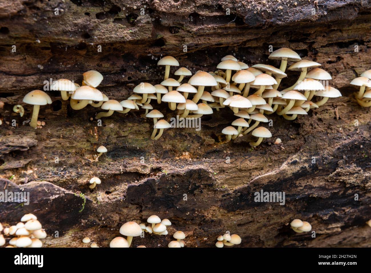Close up of wild mushrooms growing on a log in a forest Stock Photo - Alamy