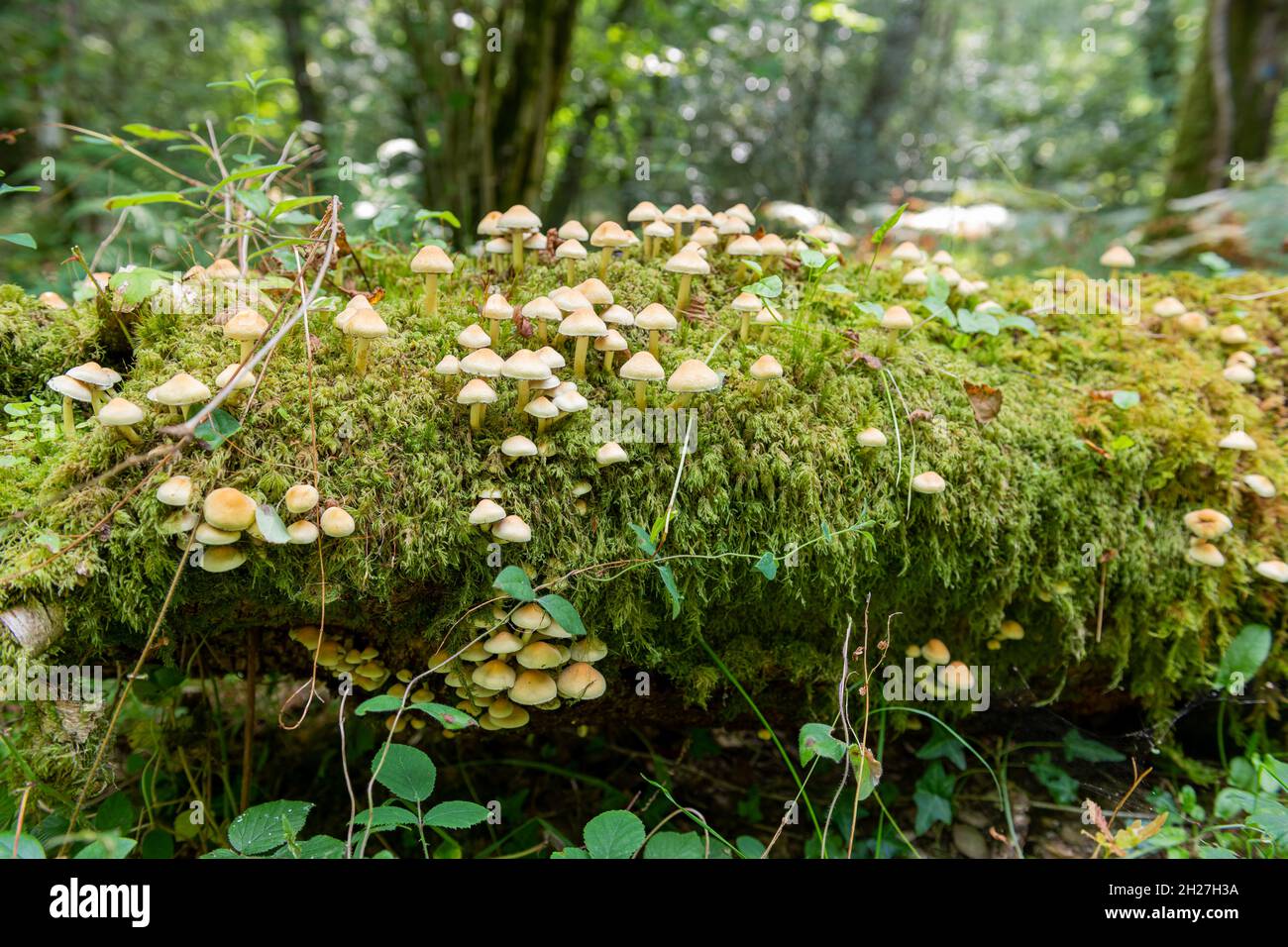 Close up of wild mushrooms growing on a log in a forest Stock Photo - Alamy